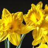 a group of sunny yellow 'King Alfred' daffodils against a black background