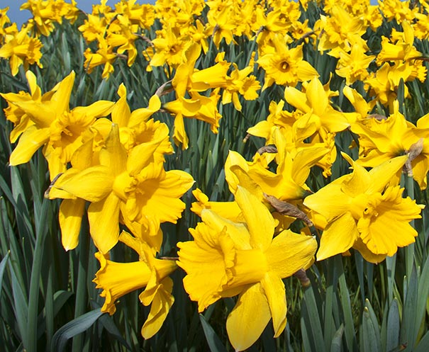a field of 'King Alfred' Daffodils with golden yellow blossoms