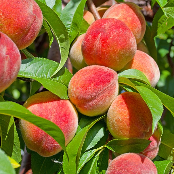 clusters of 'Majestic' Peaches on a tree branch