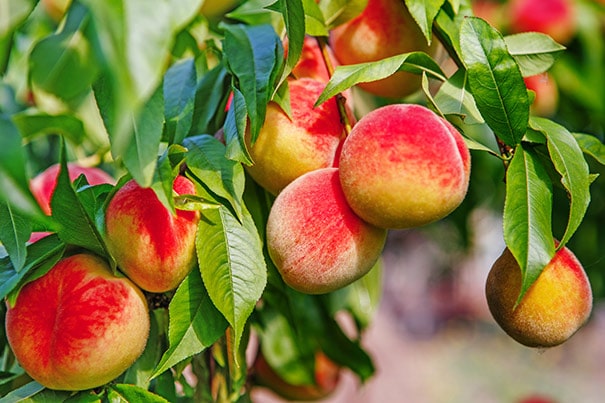 clusters of 'Majestic' peaches on a tree branch