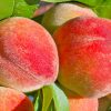 close up image of a few Peach 'Majestic'