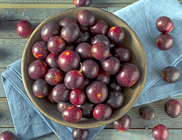 Loose Muscadine 'Cowart' grapes in a bowl on a blue napkin on a table