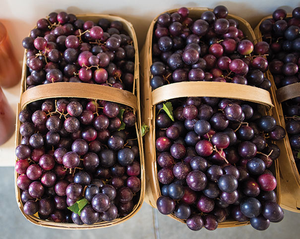 two baskets of Muscadine 'Cowart' grape clusters