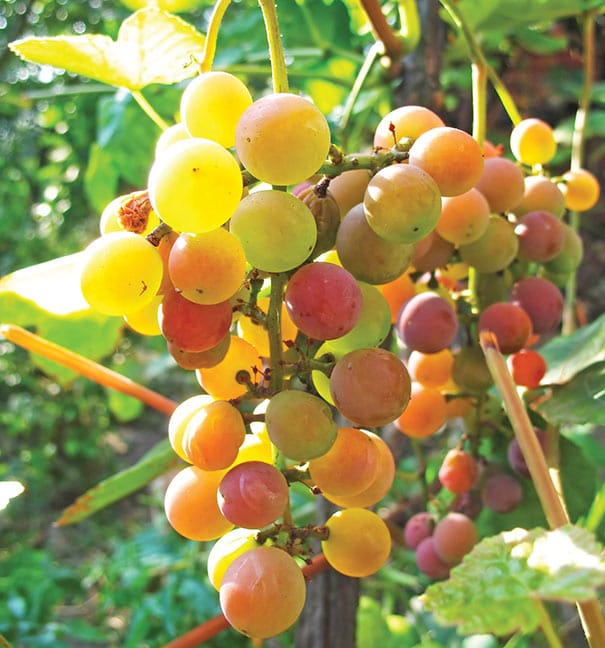 cluster of Muscadine 'Triumph' grapes on the end of a vine