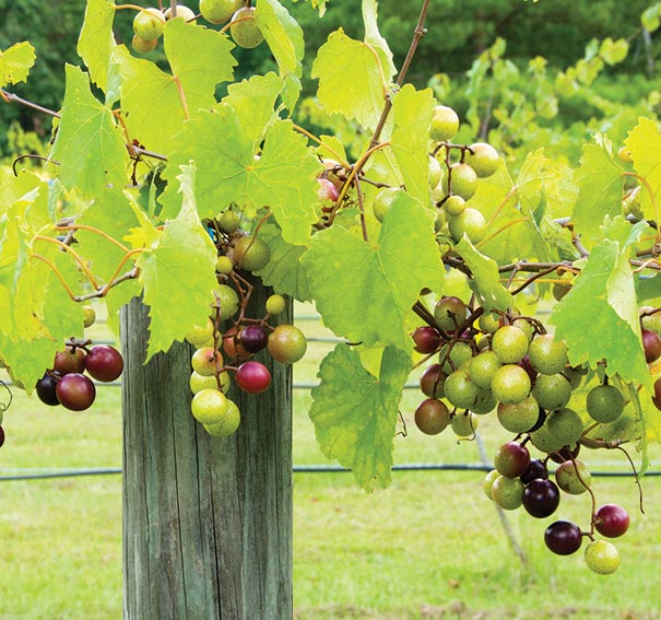 clusters of Muscadine 'Triumph' grapes on a vine hanging on a trellis system