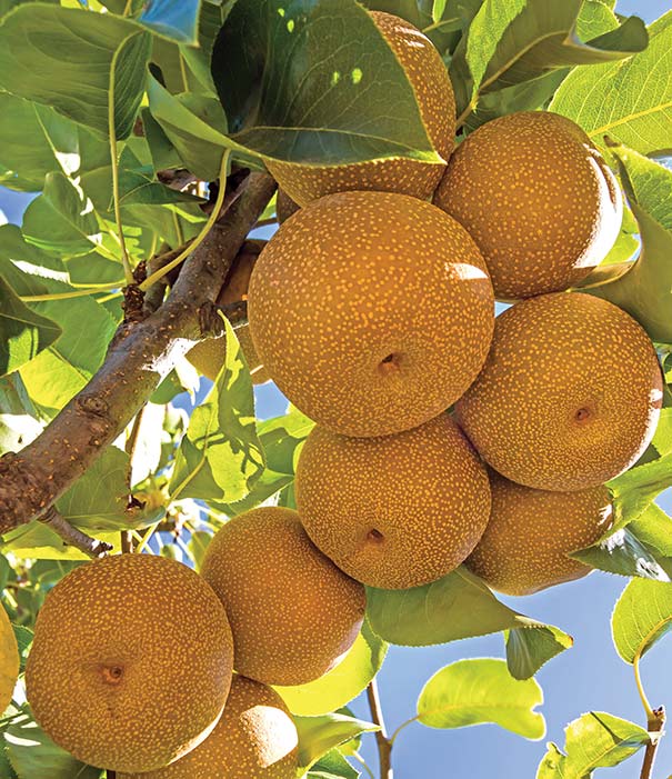 a cluster of Asian Pears on a tree branch