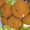 close up image of a few Asian pears on a tree branch