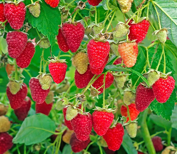 Raspberry 'Killarney' berries dangling from the bush
