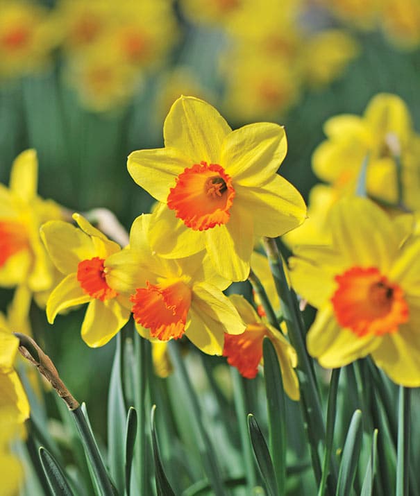 sunny yellow 'Lothario' Daffodils with orange centers among a garden