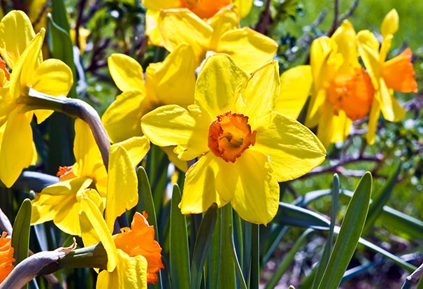 sunny yellow 'Lothario' Daffodils with orange centers among a garden