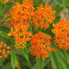 tiny orange blossoms on stems of the Asclepias