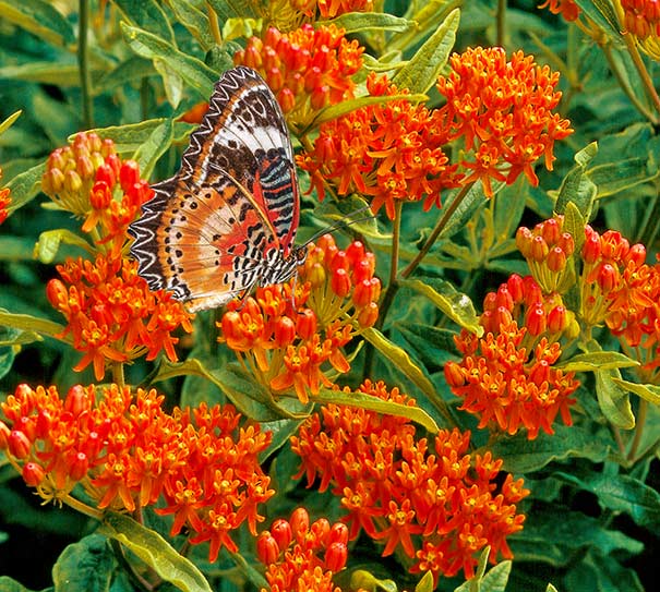 deep orange Asclepias Tuberosa blossoms with a butterfly on them