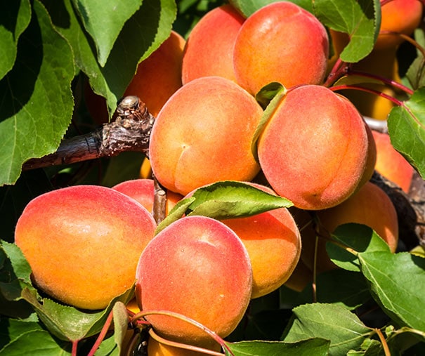 a cluster of Apricot 'Moorpark' fruit on a branch