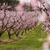 a row of apricot trees in an orchard with pink blossoms