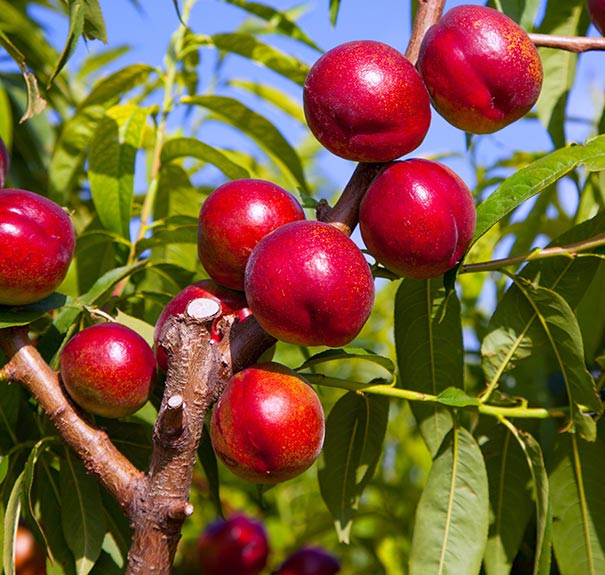 multiple Nectarine 'Red Gold' on a tree branch