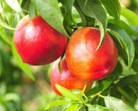 three Nectarine 'Red Gold' on a branch