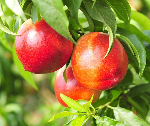 three Nectarine 'Red Gold' on a branch