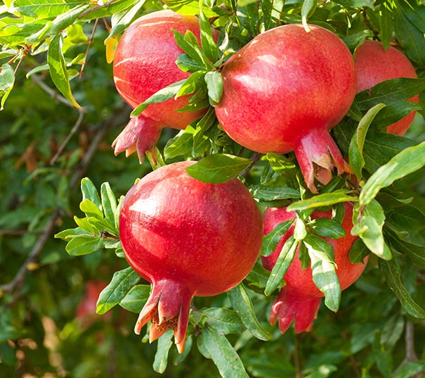 a few Pomegranate Wonderful hanging from a tree