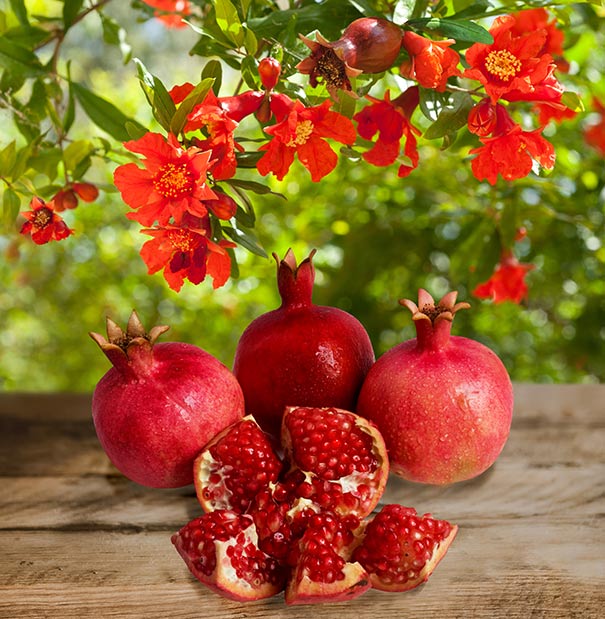 Three pomegranates and one cut open in sections from a Pomegranate Wonderful tree