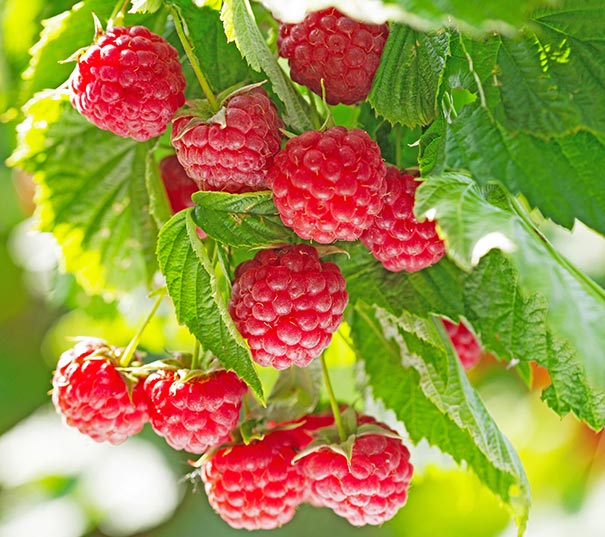 a cluster of 'Amity' raspberries on the end of a branch