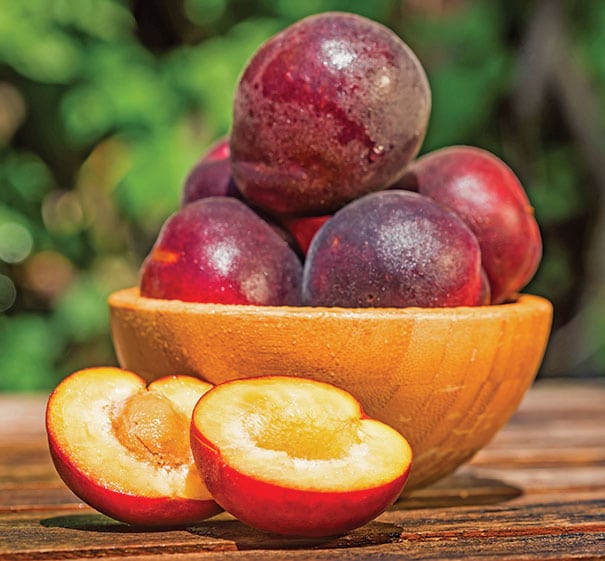 A wooden bowl of Plumcot 'Spring Satin' fruit