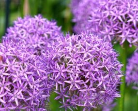 Allium