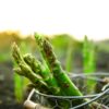 Asparagus Mary Washington in a wire basket