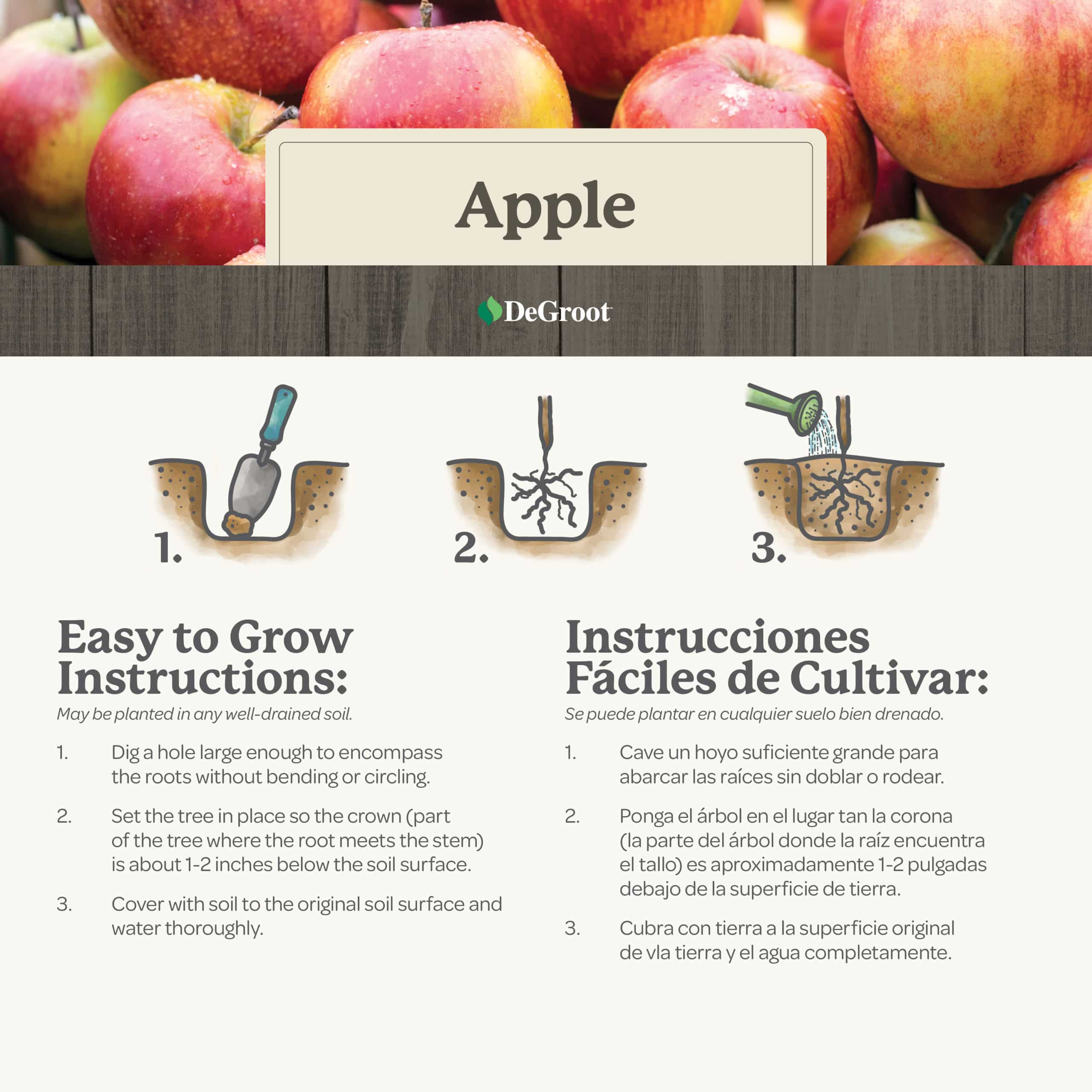 Honeycrisp Apple Trees for Sale - Buying & Growing Guide 