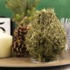 Moss Amaryllis on a decorated table with pinecones and candle