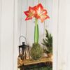 Moss Amaryllis on a decorated table with a lantern and a small Christmas tree