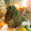Moss Amaryllis with colorful holiday decor