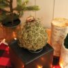 Moss Amaryllis bulb on black stand with holiday decor surrounding it.