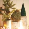 Moss Amaryllis bulb on birch wood stand with pine tree decorations and Christmas lights