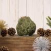 Moss Amaryllis bulb on wooden table with pinecones and other holiday decor