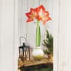 Gold Waxed Amaryllis on a decorated table with a lantern and a small Christmas tree