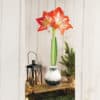 Green Waxed Amaryllis on a decorated table with a lantern and a small Christmas tree