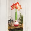Red Waxed Amaryllis on a decorated table with a lantern and a small Christmas tree