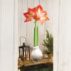 Silver Waxed Amaryllis on a decorated table with a lantern and a small Christmas tree