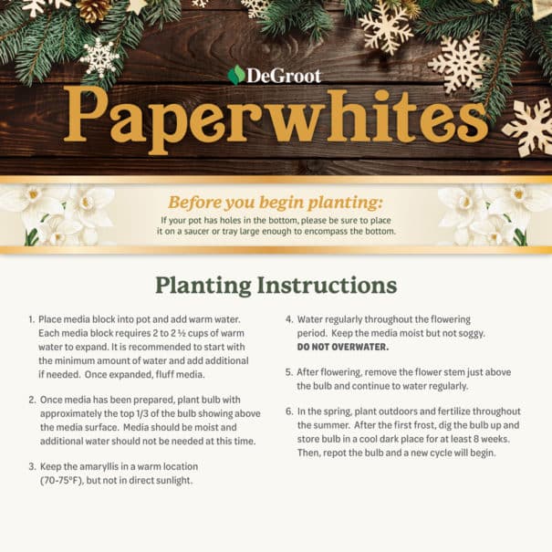 Planting information for Paperwhite bulbs
