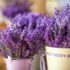 Cut lavender in metal pails at a market