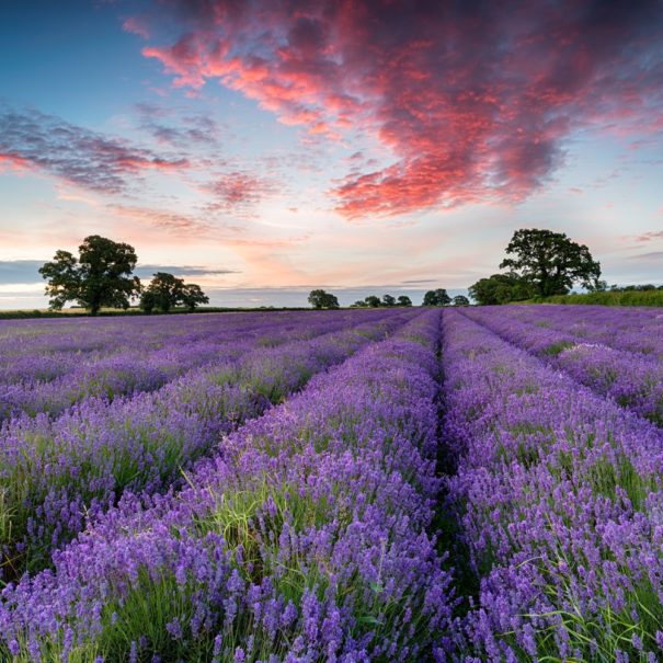 Field of lavender at sunrise
