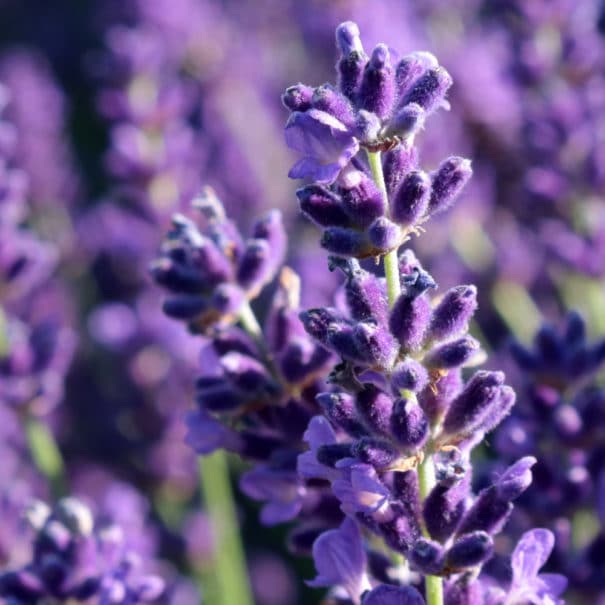 Close up of Lavender blooms
