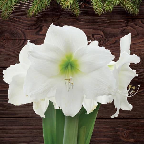 Amaryllis Christmas Gift blooms on a wooden background
