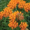 Close-up of the blooms of a Butterfly Milkweed plant