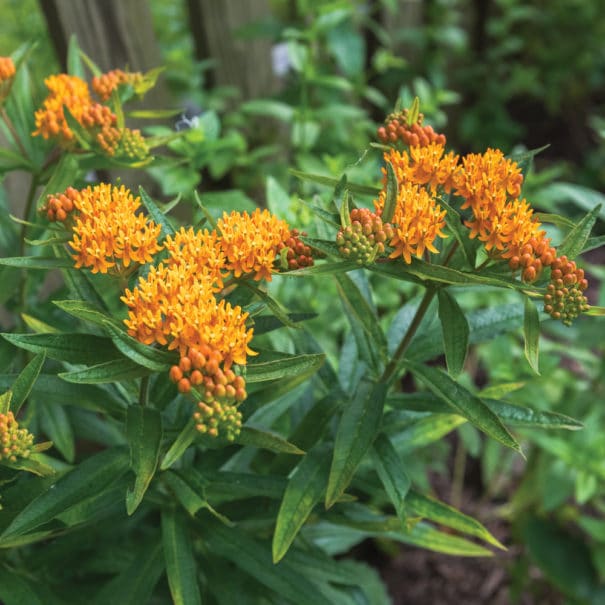 Soft-focus image of the Butterfly Milkweed plant in bloom