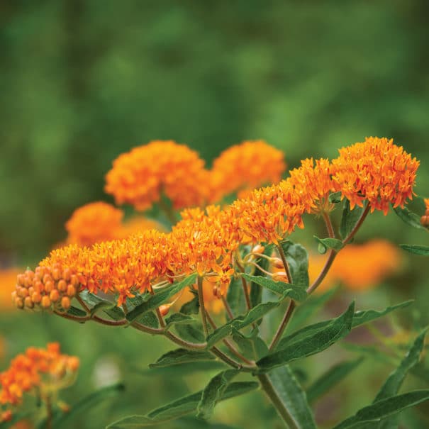 Close-up of the blooms of a Butterfly Milkweed plant. Background is greens in soft focus