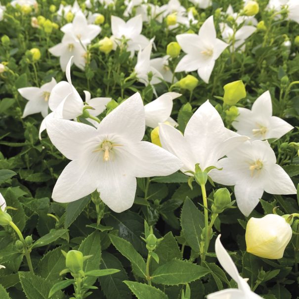 Large group of white Balloon Flower buds and blossoms