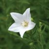Close-up, soft focus image of a single white Balloon Flower bloom