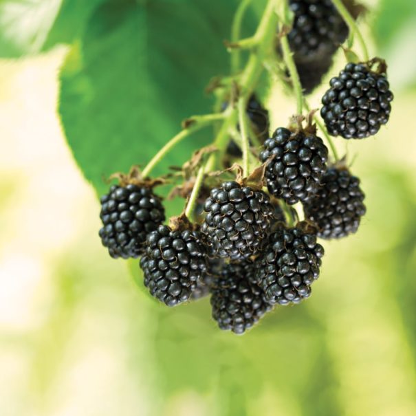 A close-up of a cluster of Cheyenne blackberries on bush with soft focus.
