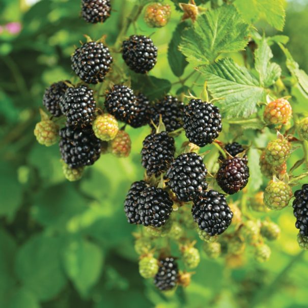 A close-up of a cluster of Cheyenne blackberries on bush